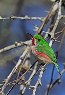 Broad-billed Tody (Todus subulatus) adult, perched on twig, Bahoruco Mountains N. P. Dominican Republic, January