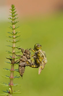 Larval Prints: Broad-bodied Chaser (Libellula depressa) adult