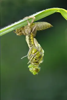 Broad-bodied Chaser (Libellula depressa) adult female, emerging from exuvia
