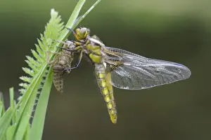 Odonata Prints: Broad-bodied Chaser (Libellula depressa) adult female