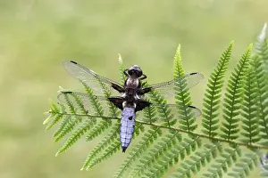 Broad-bodied Chaser (Libellula depressa) adult male, resting on fern frond, Midlands, England, june