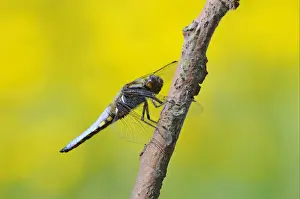 Broad-bodied Chaser (Libellula depressa) adult male, resting on twig, Oxfordshire, England
