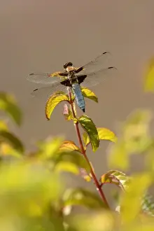 Broad-bodied Chaser (Libellula depressa) adult male, resting on Water Mint (Mentha aquatica), Oxfordshire, England
