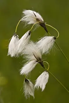 Slovenia Prints: Broad-leaved Cotton-grass (Eriophorum latifolium) in fruit