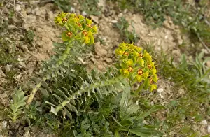 Broad-leaved Glaucous Spurge (Euphorbia myrsinites) flowering, Pilion, Greece, April
