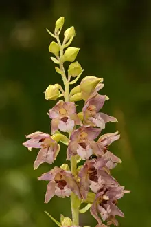 Oxfordshire Prints: Broad-leaved Helleborine (Epipactis helleborine) close-up of flowerspike