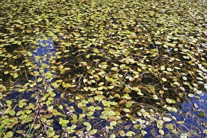 Floating Prints: Broad-leaved Pondweed (Potamogeton natans) leaves