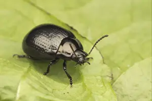 Chrysomelidae Prints: Broad-shouldered Leaf Beetle (Chrysolina oricalcia) adult