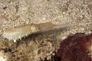 Borneo Prints: Broadclub Cuttlefish (Sepia latimanus) adult