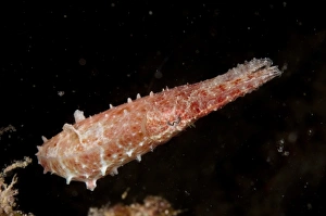 Broadclub Cuttlefish (Sepia latimanus) adult, swimming, Siamil Island, Sabah, Borneo, Malaysia
