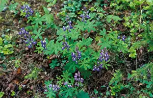 Fabaceae Prints: Broadleaf Lupin (Lupinus latifolius) Washington State, USA