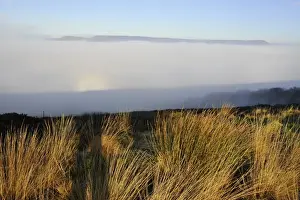 Brocken spectre seen from hilltop, appears when sun shines from behind person who is looking down from ridge or peak into mist or fog, Jeffrey Hill, Longridge, Lancashire, England, january