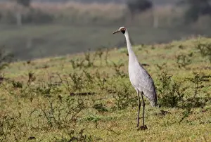 Brolga (Grus rubicunda) adult, warming up in early morning sunshine, standing in extinct volcanic crater