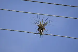 Lesser Antilles Prints: Bromeliad (Tillandsia sp. ) growing on overhead telephone wire