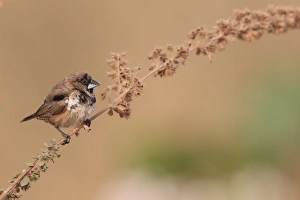Bronze Munia (Lonchura cucullata) adult, perched on stem, Western Division, Gambia, february