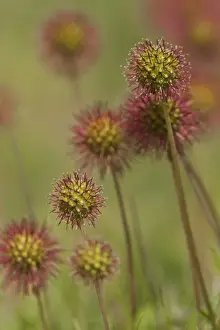 Invasive Prints: Bronze Pirri-pirri Bur (Acaena anserinifolia) introduced invasive weed species