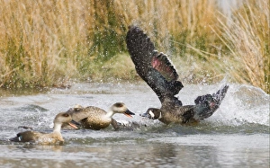 Rival Prints: Bronze-winged Duck (Speculanas specularis) adult