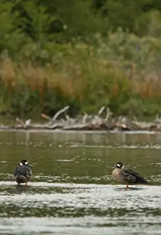 Tierra Del Fuego Prints: Bronze-winged Duck (Speculanas specularis) adult pair