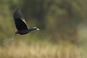 Keoladeo Ghana Prints: Bronze-winged Jacana (Metopidius indicus) adult