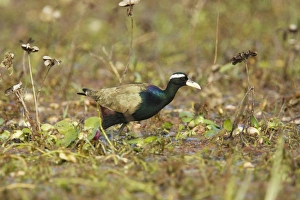 Bronze-winged Jacana (Metopidius indicus) adult, walking in shallow water, Keoladeo Ghana N. P. (Bharatpur), Rajasthan, India