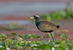 Bronze-winged Jacana (Metopidius indicus) adult, standing on Water Hyacinth (Eichhornia sp. ), Dibru-Saikhowa N. P. Assam, India, february