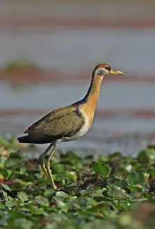 Jacanas Prints: Bronze-winged Jacana (Metopidius indicus) juvenile