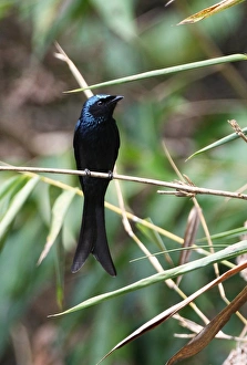 Kaeng Krachan Prints: Bronzed Drongo (Dicrurus aeneus) adult