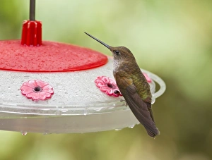 Drinking Prints: Bronzy Inca (Coeligena coeligena) adult