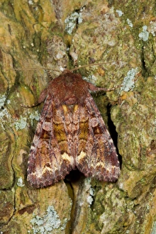 Broom Moth (Melanchra pisi) adult, resting on tree bark, Powys, Wales, July