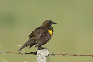 Fence Posts Prints: Brown-and-yellow Marshbird (Pseudoleistes virescens) adult