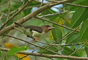 Province Prints: Brown Barbet (Calorhamphus fuliginosus hayii) adult, perched on twig, Way Kambas N. P