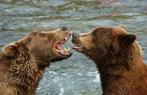 Bear Prints: Brown Bear (Ursus arctos) Two growling at each other in river - Alaska, U. S. A