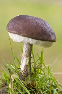 Brown Birch Bolete (Leccinum scabrum) fruiting body, growing in grass, Basingstoke, Hampshire, England, november