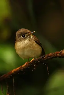 Brown-breasted Flycatcher (Muscicapa muttui) adult, perched on twig, Sri Lanka, december