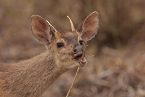 Grey Prints: Brown Brocket (Mazama gouazoubira) adult male