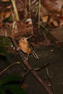 Old World Prints: Brown-capped Babbler (Pellorneum fuscocapillus) adult