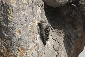Wood Pecker Prints: Brown-capped Woodpecker (Dendrocopos nanus) adult female