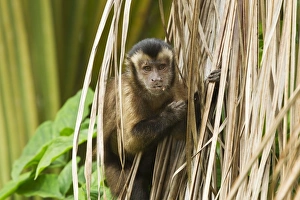 Primates Prints: Brown Capuchin (Cebus apella) adult