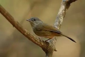Kaeng Krachan Prints: Brown-cheeked Fulvetta (Alcippe poioicephala) adult