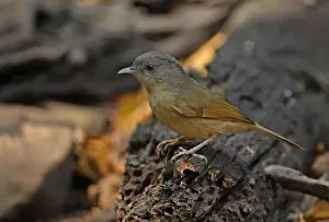 Brown-cheeked Fulvetta (Alcippe poioicephala) adult, standing on log, Kaeng Krachan N. P. Thailand, january