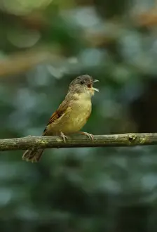 Brown-cheeked Fulvetta (Alcippe poioicephala) adult, singing, perched on branch, Kaeng Krachan N. P. Thailand, november