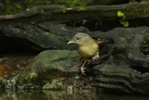 Brown-cheeked Fulvetta (Alcippe poioicephala) adult, standing at forest pool, Kaeng Krachan N. P. Thailand, november