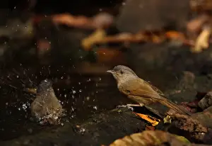 Brown-cheeked Fulvetta (Alcippe poioicephala) two adults, bathing at pool, Kaeng Krachan N. P. Thailand, january