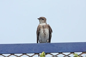 Martins Prints: Brown-chested Martin (Phaeoprogne tapera) adult