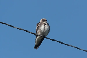 Brown-chested Martin (Phaeoprogne tapera) adult, perched on overhead wire, Colonia Carlos Pellegrini, Corrientes, Argentina, november