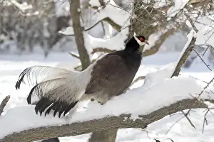 Chinese Prints: Brown Eared-pheasant (Crossoptilon mantchuricum) adult, standing on snow covered branch