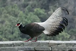 Brown Eared-pheasant (Crossoptilon mantchuricum) adult, feeding, standing on wall, Xuanzhong Temple, Jiaocheng