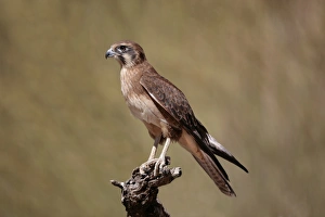 Falcon Prints: Brown Falcon (Falco berigora) adult