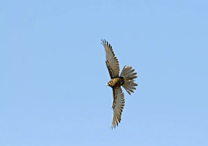 Falcon Prints: Brown Falcon (Falco berigora) adult, in flight, Queensland, Australia