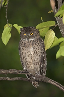 Madhya Pradesh Prints: Brown Fish-owl (Ketupa zeylonensis) adult